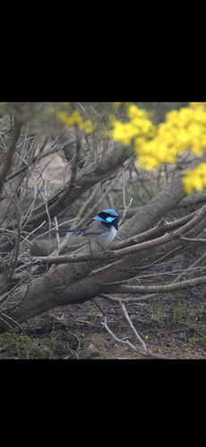 Superb Fairywren