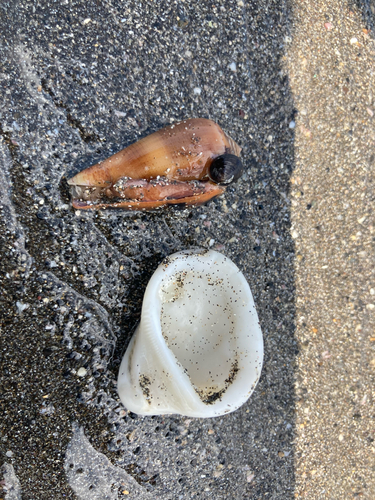 Conus fulmen observed 2026-08-10