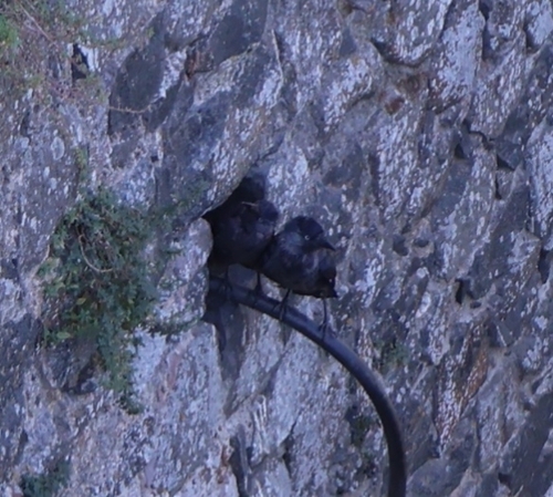 Eurasian Jackdaw