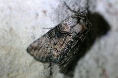 Abrostola microvalis