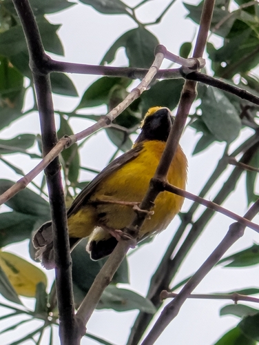 Asian Golden Weaver