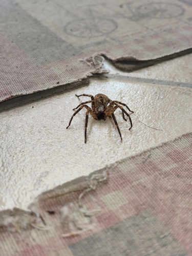 Mediterranean Spiny False Wolf Spider