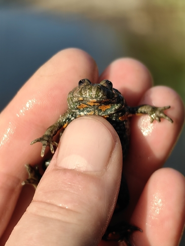 European Fire-Bellied Toad
