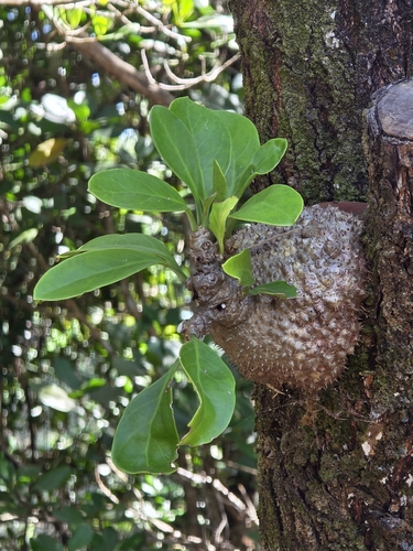Myrmecodia beccarii