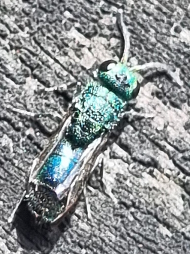 Blue Cuckoo Wasp
