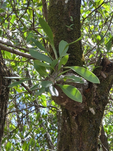 Myrmecodia beccarii, photograph 2