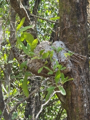 (c) Shelomi Doyle, some rights reserved (CC BY) Myrmecodia beccarii, photograph (c) Shelomi Doyle, some rights reserved (CC BY)