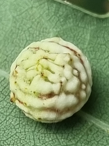 Striped Pea Gall Wasp