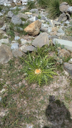 Carlina acanthifolia, photograph 6