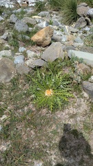 Carlina acanthifolia, photograph (c) frangp, some rights reserved (CC BY)