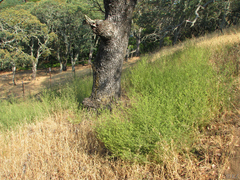Cordylanthus pilosus pilosus