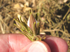 Cordylanthus pilosus pilosus