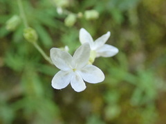 Lithophragma bolanderi