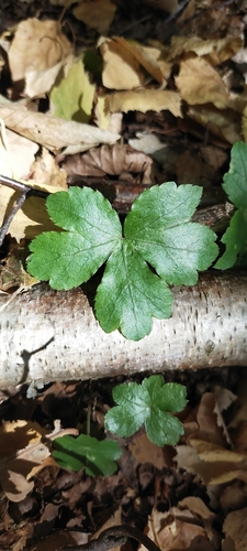 wood sanicle