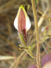 Cordylanthus pilosus pilosus