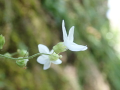 Lithophragma bolanderi