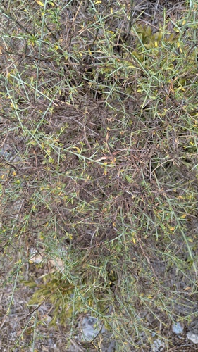 Genista scorpius, photograph 6