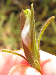 Cordylanthus pilosus pilosus