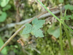 Lithophragma bolanderi