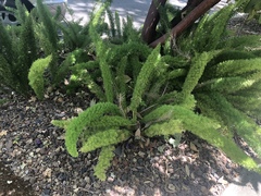 Asparagus densiflorus