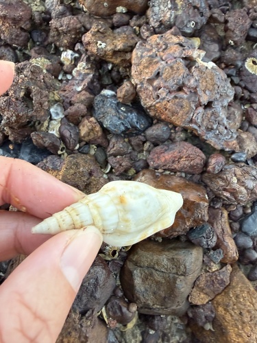 Strombus campbelli, 2026-08-10