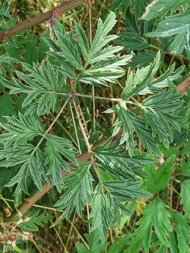 Cutleaf Blackberry