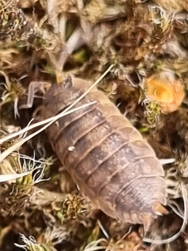 Common Rough Woodlouse