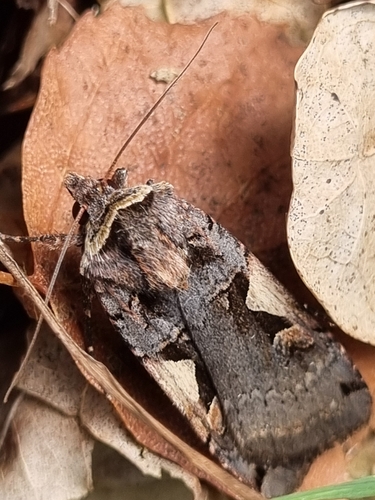 Setaceous Hebrew Character