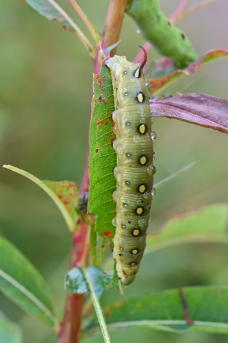 Bedstraw Hawkmoth