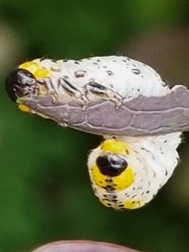 Berberis Sawfly