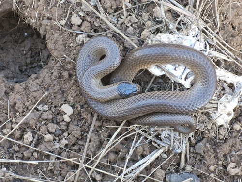 Whip Hooded Snake