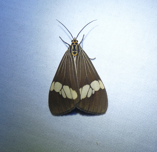 Asian Magpie Moth