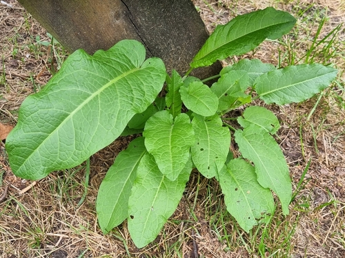 broad-leaved dock