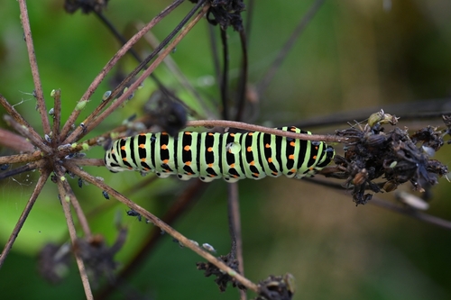 Old World Swallowtail