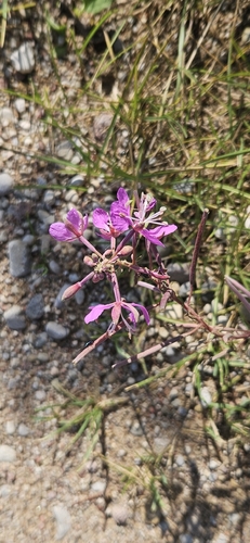 fireweed