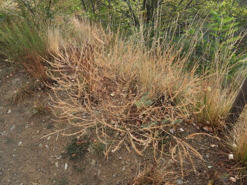 Sisymbrium austriacum, photograph 3