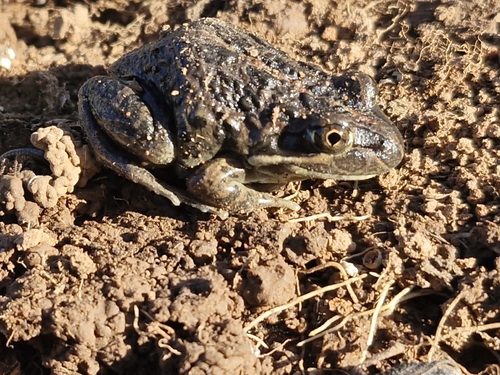 Spotted Marsh Frog