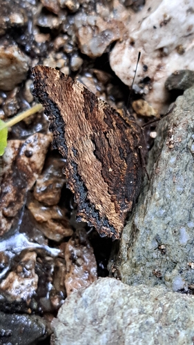Large Tortoiseshell