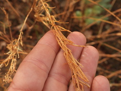 Sisymbrium austriacum, photograph (c) Yves Bas, some rights reserved (CC BY)