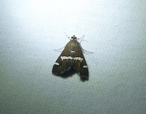 Hawaiian Beet Webworm Moth