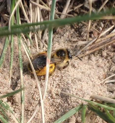 Common Pantaloon Bee