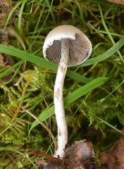 Psathyrella frustulenta