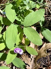Lathyrus nevadensis