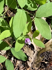 Lathyrus nevadensis