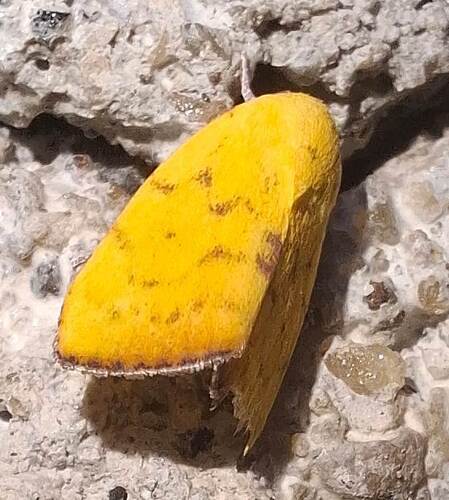 Earias luteolaria