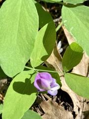 Lathyrus nevadensis
