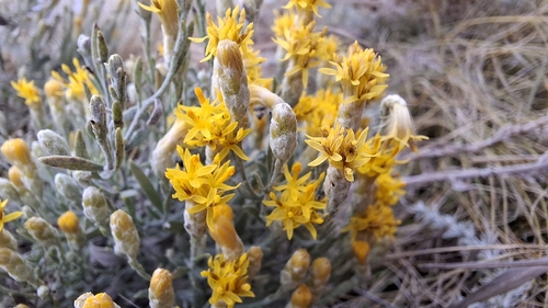 Galatella villosa