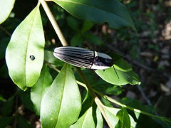 Chalcolepidius limbatus