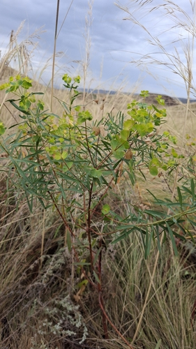 slender leafy spurge