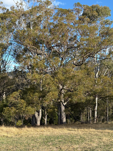 Eucalyptus globoidea, 2026-08-21
